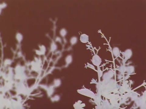 drew the architect & cat soup - worlds