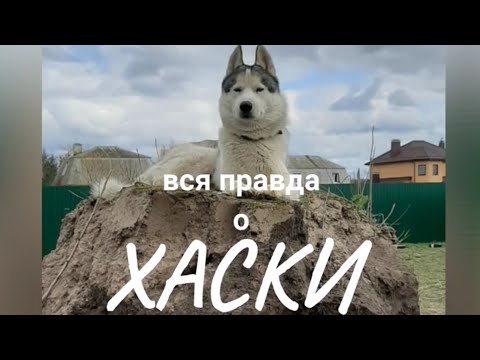 [разгром и порядок] собака ХАСКИ —вся правда о породе. Отзыв реального владельца. 12+