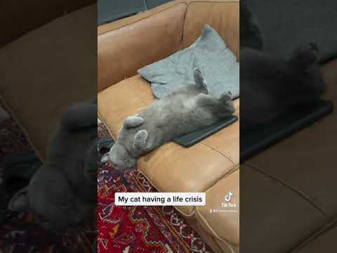 My cat having a life crisis😳