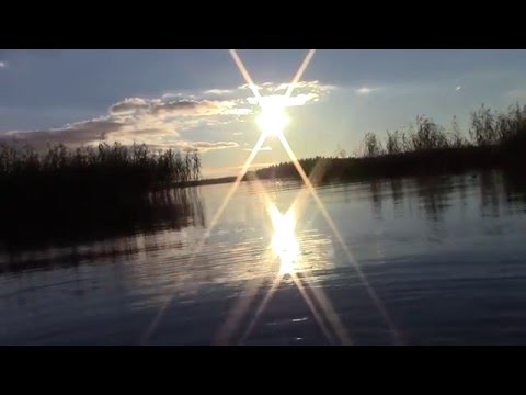 Kattguld - Projekt P