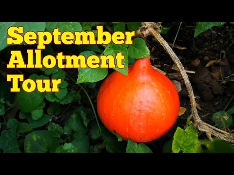 September-Tour durch den Schrebergarten, den Obstgarten und den Folientunnel