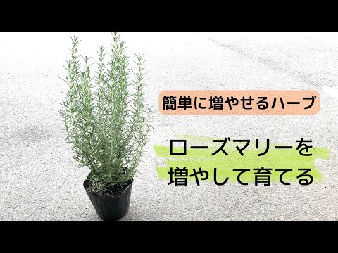 園芸 ローズマリー