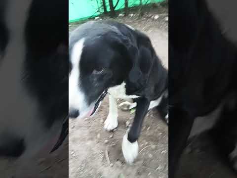 Buen Viaje #casagrande #perro #miradacanina #cordoba