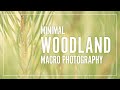 Minimal woodland macro  |  Photographing woodland detail