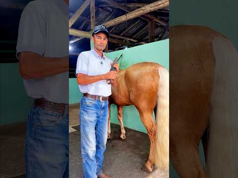 #asmr #horse #farrierlife #farrier #satisfying #horsemanship #horsecare #oddlysatisfying #horseshoe