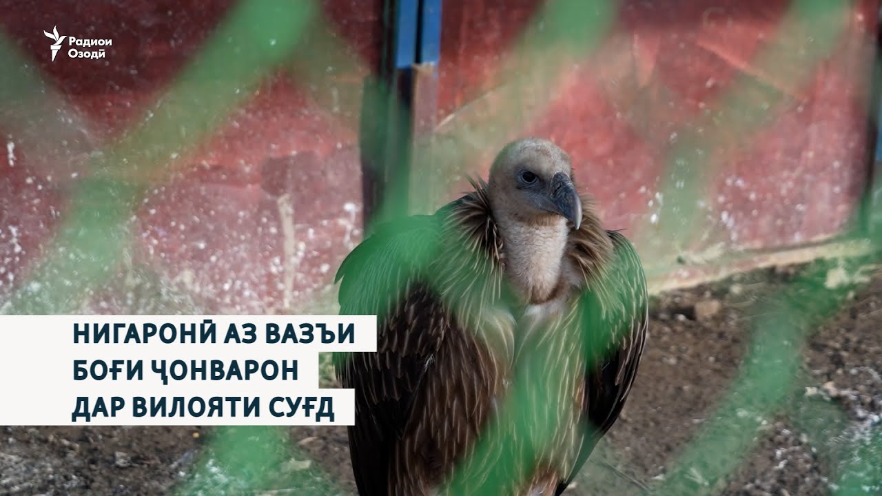 Нигаронӣ аз вазъи боғи ҷонварон дар вилояти Суғд