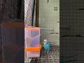 Budgies Feeding Automatic Seeds Feeder Budget Friendly Items For Budgies And Other Birds