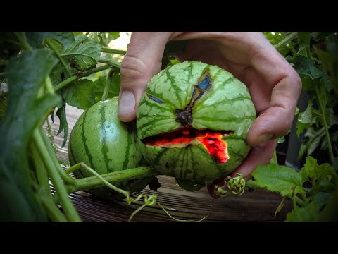 Melone des Grauens // Gartenschlau.com