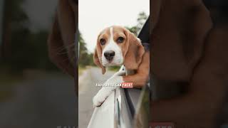 Why Do DOGS Stick their HEADS Out of CAR WINDOWS? 🐕🚗 #SHORT