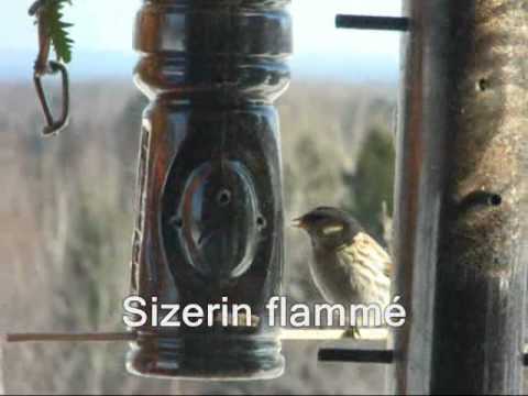 comment nettoyer une mangeoire à oiseaux