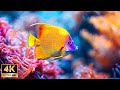 Under Red Sea 4K Sea Animals For Relaxation Beautiful Coral Reef Fish