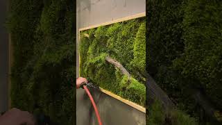 🍀 HOW TO FIX THE MOSS TO THE WALL ? #green #moss #mosswall #tiktok #design #interior #shorts