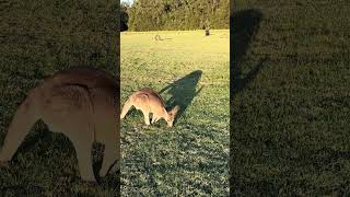 Wild kangaroos in Australia 🦘