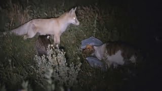 Самый мстительный кот в мире! Это надо видеть! Когда не стоило дразнить кота! Приколюхи и приколы