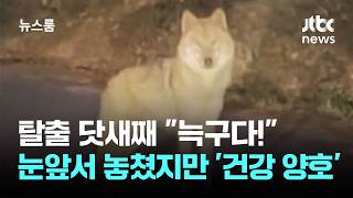 탈출 닷새째 늑구다!…눈앞서 놓쳤지만 '건강 양호' / JTBC 뉴스룸