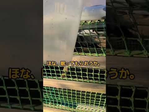 園芸 スズメバチなくしてイチジクなし