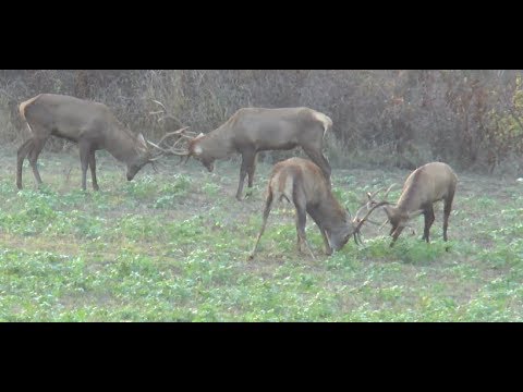 Ein Golmedaillenhirsch wird erlegt - Bulgarien- Teil 1!