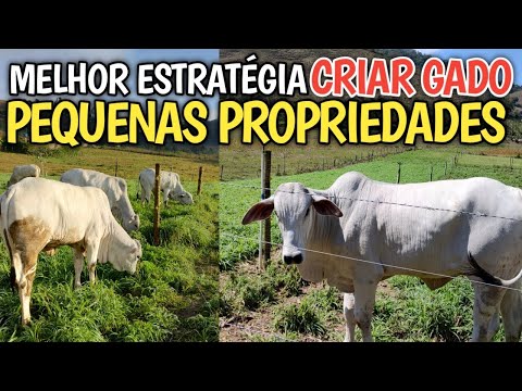 Qual melhor estratégia pra criar gado de corte em pequenas propriedades?