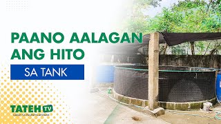 Pag-aalaga ng Hito sa Tanks  (Urban Setup) | TatehTV Episode 168