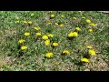 Nature Kids Nature Name Activity