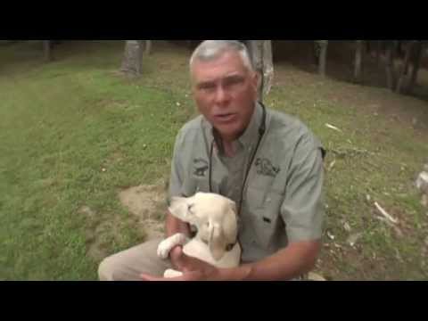 Retriever Training: Introducing a Puppy to Gunfire