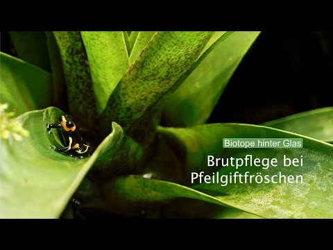 Brutpflege bei Pfeilgiftfröschen / Biotope hinter Glas