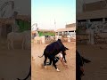 DANGEROUS Cow Attack On Boy