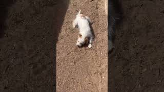 Video preview image #1 Jack Russell Terrier-Unknown Mix Puppy For Sale in Grafton, WI, USA