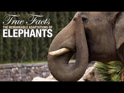 True Funny Facts About Elephants