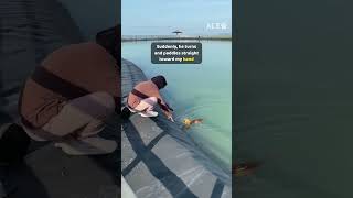 An exhausted cat musters his last bit of strength to swim to his rescuer just in time 🐈 #CatRescue