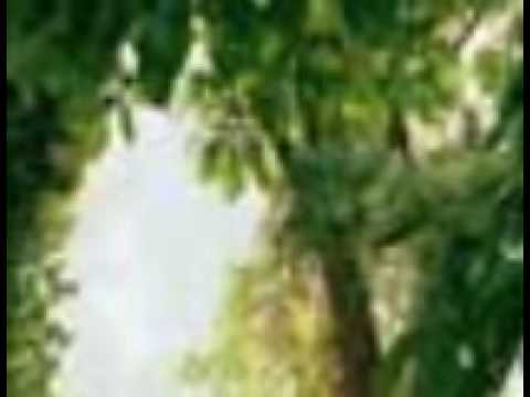 Skifter Etemi-Doli Luleja nga Pylli