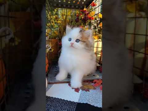 Meet Kirby The Teacup Persian Kitten!