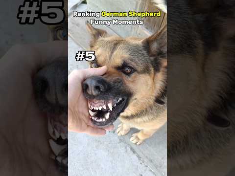 Top 5 Funniest German Shepherd Moments That Will Melt Your Heart #compilation #germanshepherd #pets