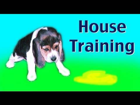 House Trained Puppy Having Accidents? | Yahoo Answers