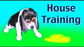 Dog Training: House training a puppy or rescue dog