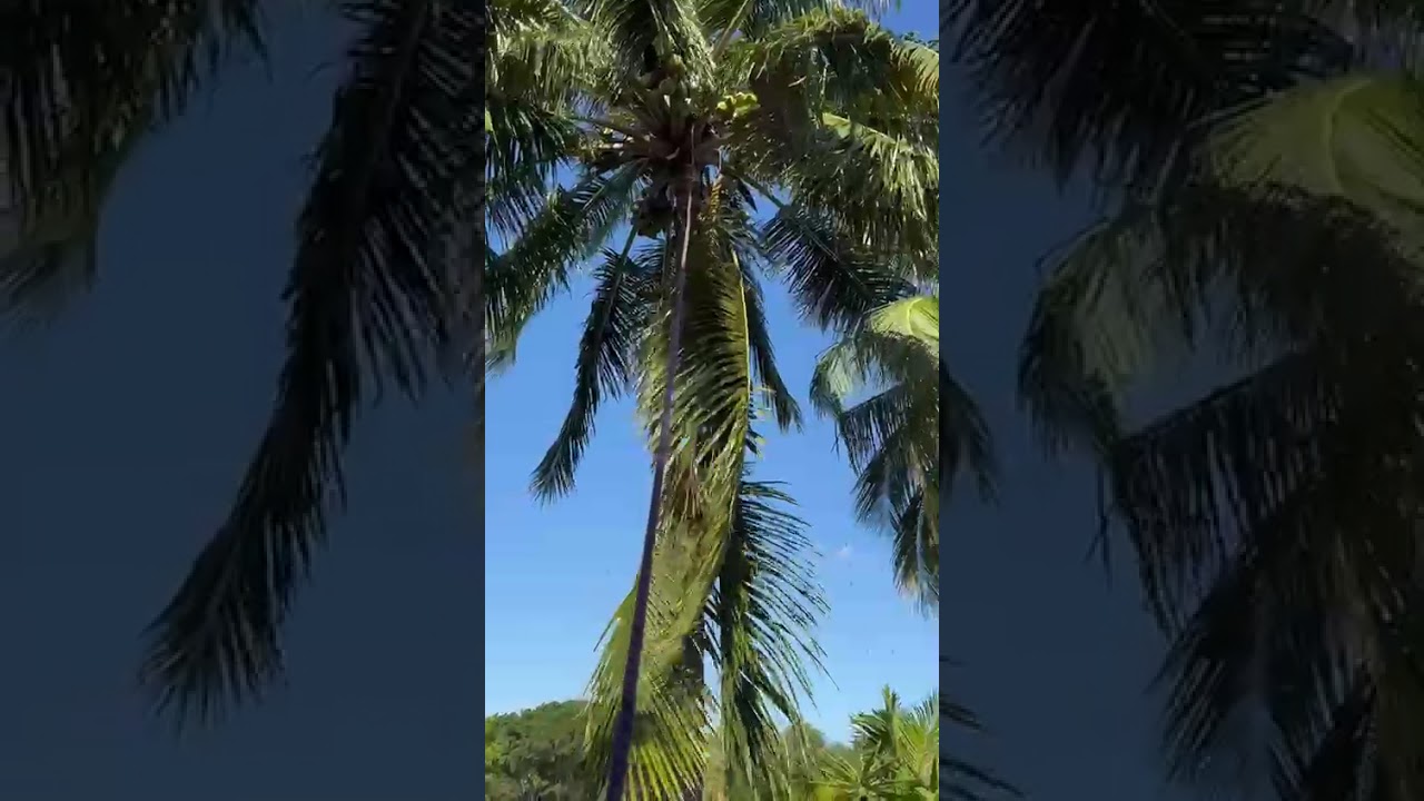 Tree Service of South Florida INC