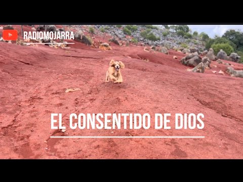 El consentido de Dios 