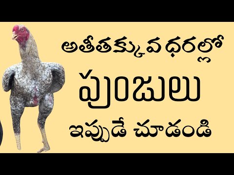 అతి తక్కువ ధరలో 2పుంజులు  80968 00380