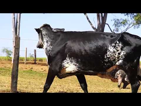 PARIDA E PRENHA DE EMBRIÃO - SOPHIA DA ZOONITRO - 9020-AU - 1/2 HOL X 1/2 GIR