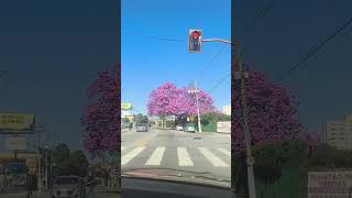 Ipê Rosa