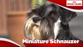 Miniature Schnauzer