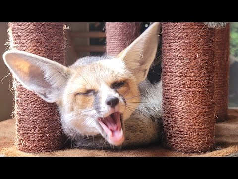 Fawzi fox left the house covered in rats!