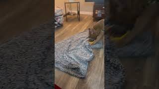 Video preview image #1 American Pit Bull Terrier-Unknown Mix Puppy For Sale in Lockport, NY, USA