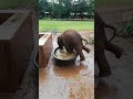 During This Difficult Time From The Crisis Of Elephant Nature Park