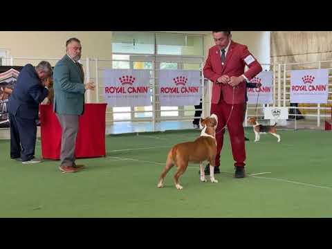 JOVEN DE EXPOSICIÓN Club Canófilo de la Sultana del Norte