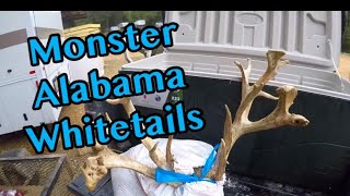 MONSTER ALABAMA WHITETAILS &amp; THE BROWN HOUSE 🤔🦌🤔🦌