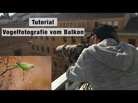 Tutorial: Corona-Konforme Naturfotografie - Vögel vom Balkon fotografieren