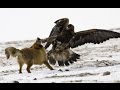 Eagle Attack Compilation Dokumentary