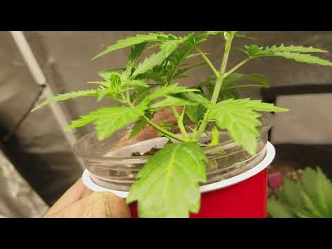 2nd medical cannabis grow week 4 veg UpDaTe!!!