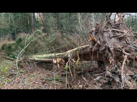 Baum umgestüzt nach Orkan SABINE 11 02 2020